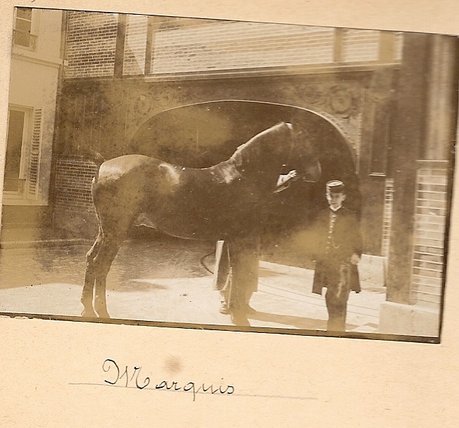 Maurice devant le cheval Marquis